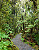 Regenwald bei Ship Creek, West Coast, Südinsel, Neuseeland, Ozeanien