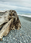 Treibholz am Gillespies Beach, Westland Nationalpark, Südinsel, Neuseeland, Ozeanien