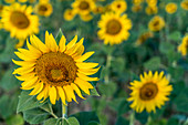 Sonnenblumen auf der Hochebene von Valensole, Plateau de Valensole, Provence, Frankreich