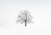 Stand alone tree in winter with fog, snow and frost, Münsing, Voralpenland, Bavaria, Germany