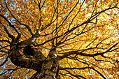 Buche in Herbstfarben, Hinterriß, Tirol, Österreich