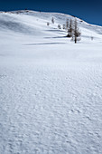Snowscape with larches on the Passo di Giau in winter. Transition to spring, Dolomites, Cortina d’Ampezzo, Belluna, Italy