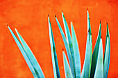 Green agave plant against bright orange wall