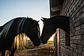 Affectionate horses face to face at barn window