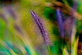 Close up detail fuzzy purple flower