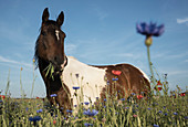 Pferd auf Wildblumenwiese