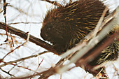 North American porcupine in tree