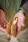 Man holding Molly moocher mushrooms