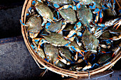 Basket of Crabs, New York, New York, USA