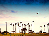 Palmenbäume säumen den Strand, Santa Barbara, Kalifornien, USA