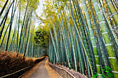 Bambusgesäumter Weg, Kyoto, Japan