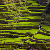Rice Terraces in Banaue, Infugao Province, Philippines