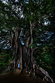 Riesiger Kapokbaum, Wollbaum mit einer Frau davor stehend, Insel Santiago, Kap Verde
