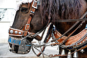 Brewery horse with harness at the entrance of the Oktoberfest farmers, Munich, Bavaria, Germany