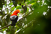 Der selten anzutreffende Andenklippenvogel in einem schwer zugänglichen Wald in Ecuador