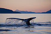 Humpback Whale in Johnstone Strait at sunset, British Columbia, Canada