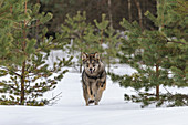 Wolf (Canis Lupus) rennt in Schnee, Tver, Russland