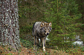 Wolf (Canis Lupus) im Wald, Tver, Russland
