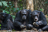 Schimpansenpaar (Pan troglodytes) mit einem Stein knackt Nüsse, Bossou, Guinea