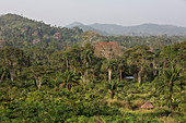Hütten im Regenwald, Bossou, Guinea