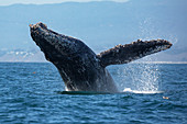 Buckelwal (Megaptera novaeangliae), Monterey Bay, Kalifornien