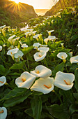 Calla Lily (Zantedeschia SP) blüht bei Sonnenuntergang, Big Sur, Kalifornien