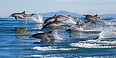 Porpoising Hülse des langschnabeligen gemeinen Delphins (Delphinus capensis), Monterey Bay, Kalifornien