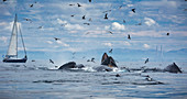 Buckelwale (Megaptera novaeangliae) auf der Jagd nach Futter in der Nähe von Segelboot, Monterey Bay, Kalifornien