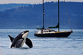 Schwertwal (Orcinus orca) taucht in der Nähe eines Segelbootes auf, San Juan Inseln, Washington