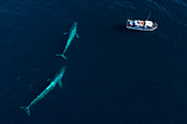 Blauwal-Paar (Balaenoptera musculus) und Wal-Beobachtungsboot, Monterey Bay, Kalifornien