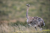 Darwin-Nandu (Rhea pennata), Nationalpark Torres Del Paine, Chile