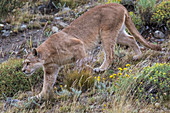 Berglöwe (Puma concolor), Nationalpark Torres Del Paine, Chile