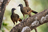 Tüpfelguan-Pärchen (Ortalis guttata), Südamerika