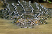 Salzwasserkrokodil (Crocodylus porosus), Kinabatangan-Naturschutzgebiet, Sabah, Malaysia