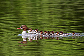 Gänsesäger (Mergus Merganser), Mutter mit Küken, Oberbayern, Deutschland