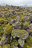 Lavafelder bedeckt mit starker Moosschicht, Snaefellsnes-Halbinsel, Island