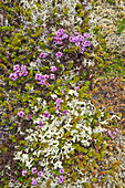Purpurroter Steinbrech (Saxifraga oppositifolia) und Echte Rentierflechte (Cladonia Rangiferina) in der Tundra, Langanes-Halbinsel, Island