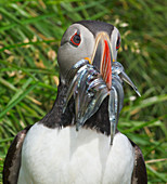 Atlantischer Papageientaucher (Fratercula arctica) mit Fischbeute, Borgarfjordur Eystri, Island