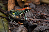 Ecuador-Giftfrosch (Epipedobates-bilinguis), EL Coca, Ecuador