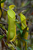 Kannenpflanze (Nepenthes tentaculata) Krüge, Menyapa-Berge, Ost-Kalimantan, Indonesien