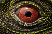O'Shaughnessy's Zwerg Leguan (Enyalioides oshaughnessyi) Auge, Ecuador