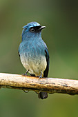 Indigoschnäpper (Eumyias indigo), Sabah, Borneo, Malaysia