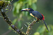 Halsbandarassari (Pteroglossus torquatus), Costa Rica