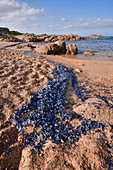 Gruppe von Segelquallen (Velella Velella) gestrandet am Strand, Korsika, Frankreich