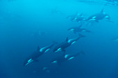 Schwertwal (Orcinus orca) Herde, Norwegen