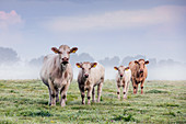 Hausrinder (Bos taurus) Gruppe im Feld im Nebel, Niederlande