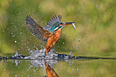 Gemeiner Eisvogel (Alcedo atthis), beim Fischen, die Niederlande