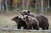 Braunbär (Ursus arctos) Mutter und Jungtier, Finnland