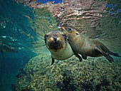 Kalifornischer Seelöwe (Zalophus californianus) Weibchen, Los Islotes Island, Mexiko