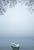 Höckerschwan (Cygnus olor) stehend auf nebelbedecktem See, Slowenien